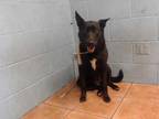 Adopt COCO a Black - with White German Shepherd Dog / Mixed dog in Downey