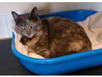 Adopt Sprinkles a Orange or Red Domestic Shorthair / Domestic Shorthair / Mixed