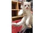 Adopt A855662 a White (Mostly) Balinese / Mixed (long coat) cat in Austin