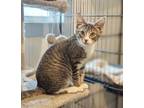 Adopt KITTEN CARRIE a Domestic Shorthair / Mixed cat in Sussex, NJ (34501819)