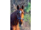 Adopt Paisley a Saddlebred / Mixed horse in Laurel, DE (34502922)