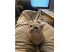 Adopt Latte a Tan or Fawn Tabby Tonkinese / Mixed (medium coat) cat in