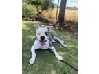 Adopt NOVA a White - with Gray or Silver American Pit Bull Terrier / Mixed dog