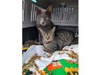 Adopt Max & Hannah a Brown Tabby Egyptian Mau (short coat) cat in Newmarket