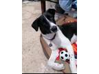 Adopt Amara a Black - with White Border Collie / Canaan Dog / Mixed dog in