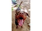 Adopt Lulu a Brown/Chocolate American Pit Bull Terrier / Doberman Pinscher /