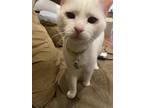 Adopt Hand a White Domestic Mediumhair / Mixed (medium coat) cat in Lafayette