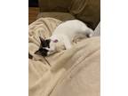 Adopt Zoey a White (Mostly) Snowshoe / Mixed (medium coat) cat in Lafayette