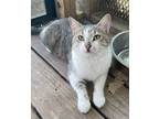Adopt Rehman a Gray or Blue (Mostly) Domestic Shorthair / Mixed (short coat) cat