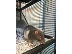 Skor- Kitchener, Rat For Adoption In Kitchener, Ontario