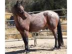 Bay Roan Project Horse