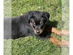 Rottweiler PUPPY FOR SALE ADN-376329 - AKC Male Rottweiler Puppy