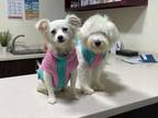 Adopt Coco and Pixie a Havanese, Spitz