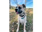 Adopt GIZMO a Boxer, Wirehaired Terrier