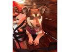 Adopt Nina a Jack Russell Terrier, Pomsky