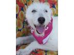 Adopt Lizzy a Goldendoodle, Terrier