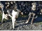 Adopt Bia and Gaia- BONDED a Australian Shepherd, German Shepherd Dog