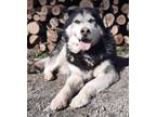 Adopt Victor a Siberian Husky, Alaskan Malamute