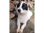 Adopt Charles a Jack Russell Terrier, Pomeranian