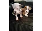 Pit Bull Puppies for Sale (Malefemale)