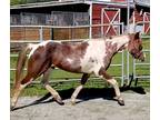Cricket Adorable Pony Mare for OnFarm Lease