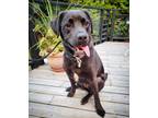 Adopt Jazzy a Black Labrador Retriever / St. Bernard / Mixed dog in Kitchener