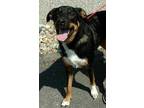 Adopt Jasper a Black Shepherd (Unknown Type) / Collie / Mixed dog in Ashtabula