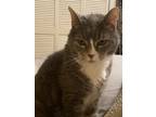 Adopt Violet a Gray or Blue American Shorthair / Mixed (short coat) cat in
