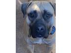 Adopt Smokey a Brown/Chocolate - with White Mastiff / Mixed dog in Fayetteville