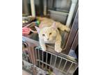 Adopt Yoshi a Orange or Red Domestic Shorthair / Domestic Shorthair / Mixed cat