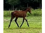 Exceptional American Warmblood Colt out of a Fabulous moving Westphalian