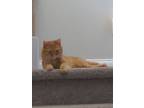 Adopt Aela a Orange or Red (Mostly) American Shorthair / Mixed (short coat) cat