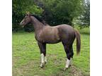 3year old stallion Reduced price