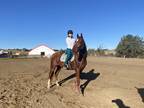 Gelding for 12 lease