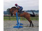 Thoroughbred Eventing Prospect