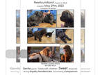 Newfoundland PUPPY FOR SALE ADN-376651 - Newfoundland puppies