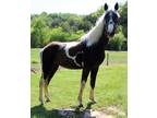 Chocolate n white spotted trail horse very calm flashy smooth gait