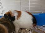 Adopt Credence a Guinea Pig small animal in Lincoln, NE (34521010)