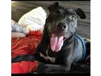 Adopt Sugar a Black - with White Pit Bull Terrier dog in Calgary, AB (34514122)
