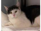Adopt Brulee a White Domestic Shorthair / Domestic Shorthair / Mixed cat in