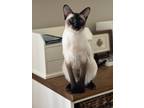 Adopt Sadie a Brown or Chocolate Siamese / Mixed (short coat) cat in