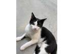 Adopt Pretzel a All Black Colorpoint Shorthair / Domestic Shorthair / Mixed cat