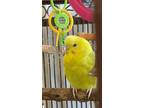 Adopt Buddy a Yellow Budgie / Mixed bird in Belleville, ON (34520003)