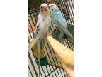 Adopt Blue a Blue Budgie / Mixed bird in Belleville, ON (34520004)