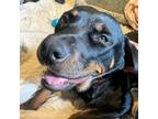 Adopt Sadie a Black - with Brown, Red, Golden, Orange or Chestnut Rottweiler /