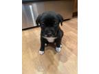 Adopt Lucy May - Adoption Pending a Black German Shepherd Dog / Mastiff dog in