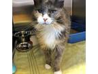 Adopt Juniper a Calico or Dilute Calico Domestic Longhair / Mixed cat in Moose
