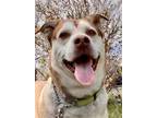 Adopt Cosmo a Husky / Labrador Retriever / Mixed dog in Penticton, BC (34516287)