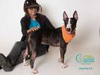 Adopt LUNA a Black - with White Bull Terrier / Mixed dog in Camarillo