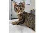 Adopt ROCKY a Brown Tabby Domestic Shorthair / Mixed (short coat) cat in Peoria